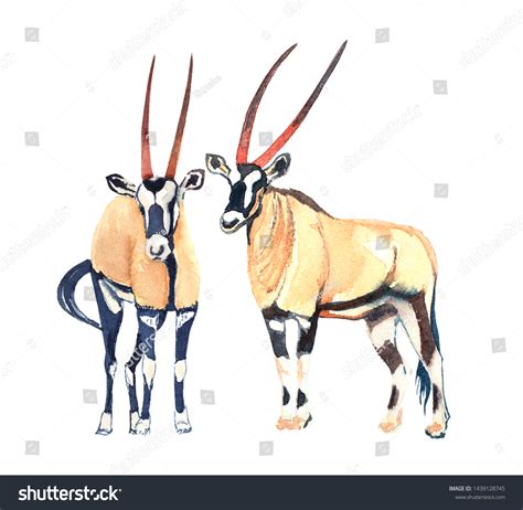 Watercolor Illustration African Antelope Animals Horns Stock Illustration 1439128745 | Shutterstock