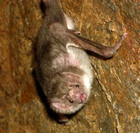 Vampire bat - Wikipedia