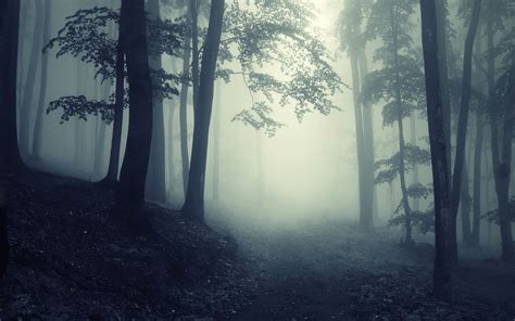 Creepy Forest Wallpaper (66+ images)