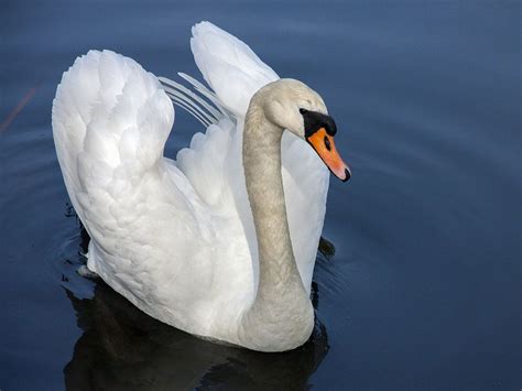 swan symbolism