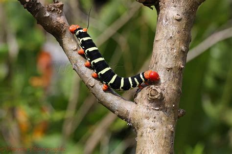 Giant Grey Sphinx moth caterpillar or Frangipani Worm photo WP39832