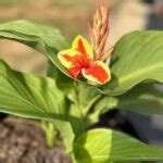 How to Identify and Treat Common Canna Lily Diseases