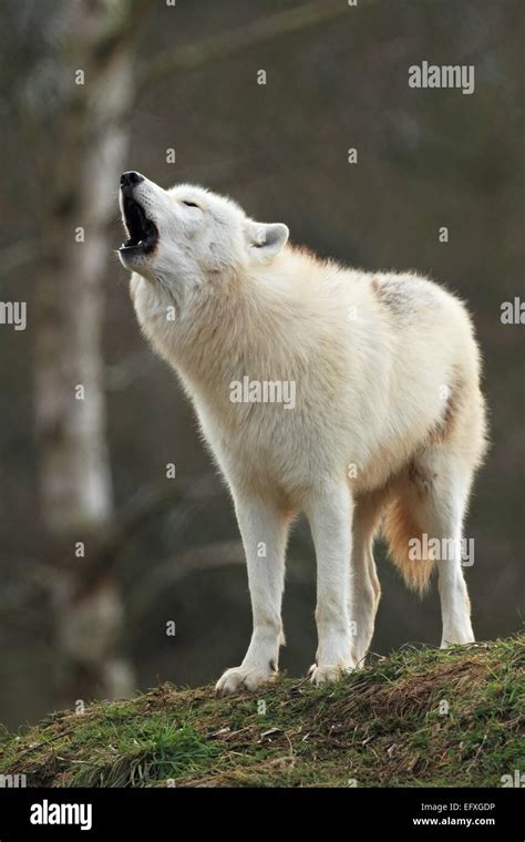 Baby Arctic Wolf Howling