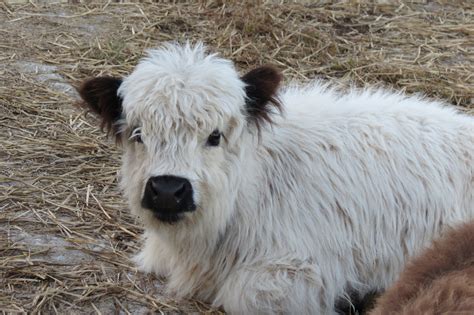 'Spoiled' Mini Highland Cow That Acts Like a Dog Is Just Too Cute - Pet News