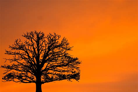 Sunset Tree Silhouette Free Stock Photo - Public Domain Pictures