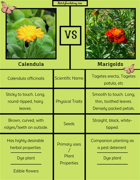 Calendula vs. Marigolds - The Differences - Unruly Gardening