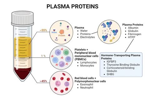 Plasma Proteins: Types and Functions (Basic Notes)