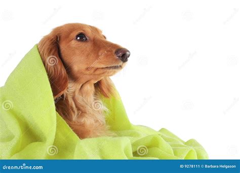 Green Dog Stock Image - Image: 9278111