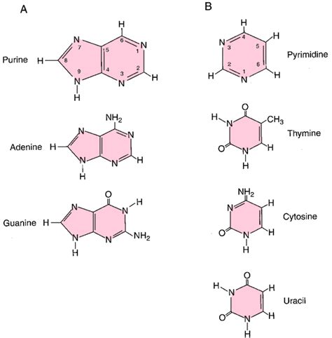 Nitrogen Base Definition