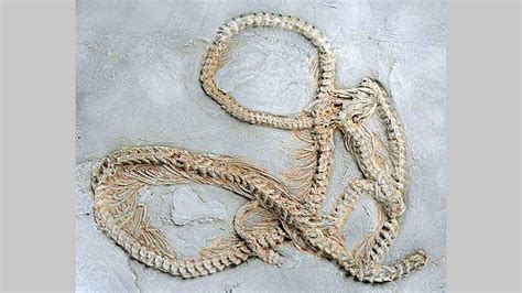 The oldest known fossils of the predatory snakes were found at a German site, changing the snake ...