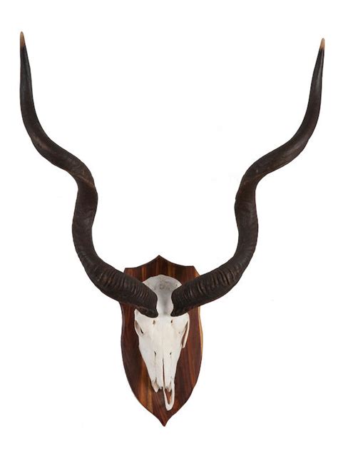 Bonhams : Two pairs of mounted Kudu antlers (4)