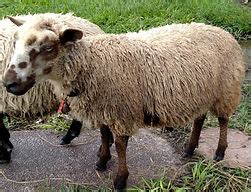 Shetland Sheep Colours and Markings