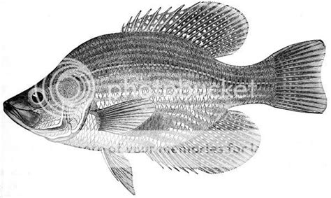 Crappie Fish Drawing Photo by KimiSunshine_photos | Photobucket