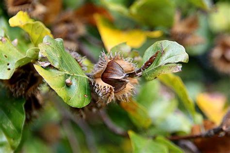 Beech Tree Nuts Stock Photos, Pictures & Royalty-Free Images - iStock