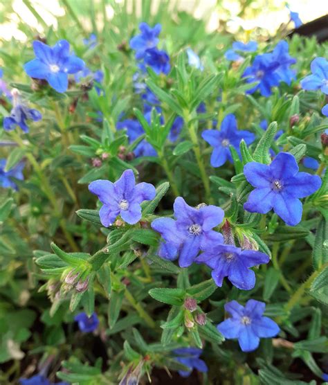 Lithodora diffusa 'Heavenly Blue' | Proctors Nursery