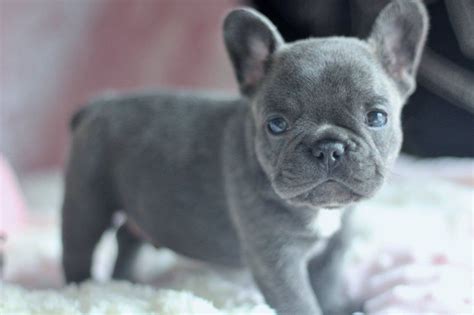 French Bulldog Puppies For Sale | Columbus, OH #279969