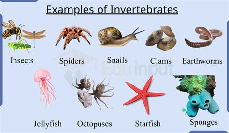 10 Examples of Invertebrates