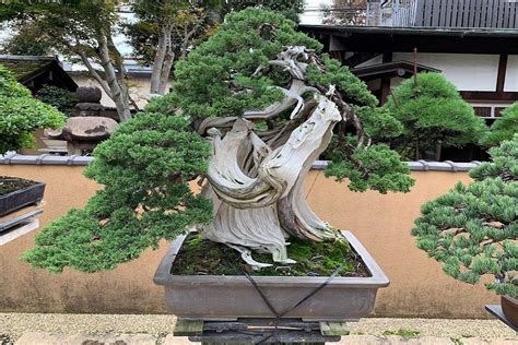 5 Oldest Bonsai Trees in The World | Bonsai2U