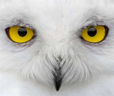 Yellow Owl eyes HD wallpaper | Wallpaper Flare