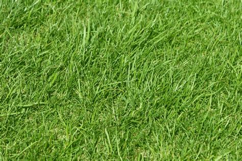 Perennial RyeGrass Seed - 50Lb