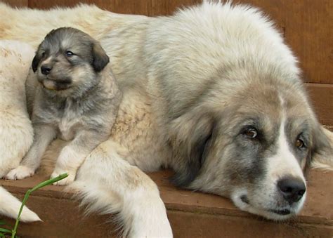 Shepherds Rest Farm: Anatolian Shepherd Puppies 4 Weeks Old