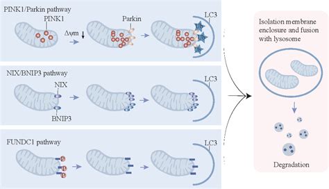 Figure 1 from Role of mitophagy in the hallmarks of aging | Semantic ...