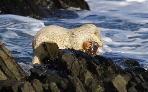 Albino otter enjoys a fishy breakfast with a sea view | Daily Mail Online