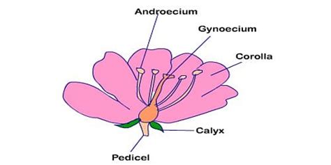 Androecium: Definition, Components and Types