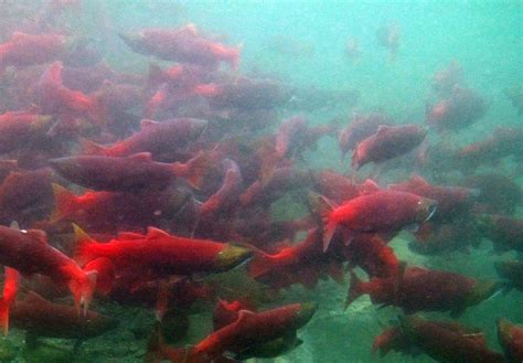 Study: Climate change hurting salmon habitat