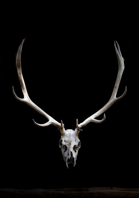 Elk Antlers, Antler Photo, Colorado Elk, Antlers Picture, Skull, Animal Spirit, Hunting, Western ...