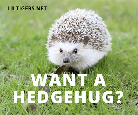 20 Cute Hedgehog Quotes, Sayings, and Wishes - Lil Tigers Lil Tigers