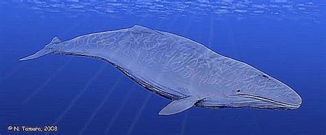 Pictures and Profiles of Prehistoric Whales