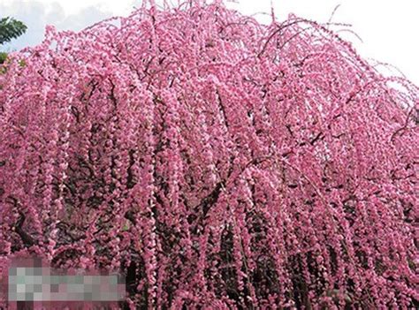 10 Pink Fountain Weeping Cherry Tree Seeds DIY Home Garden Dwarf Tree ...