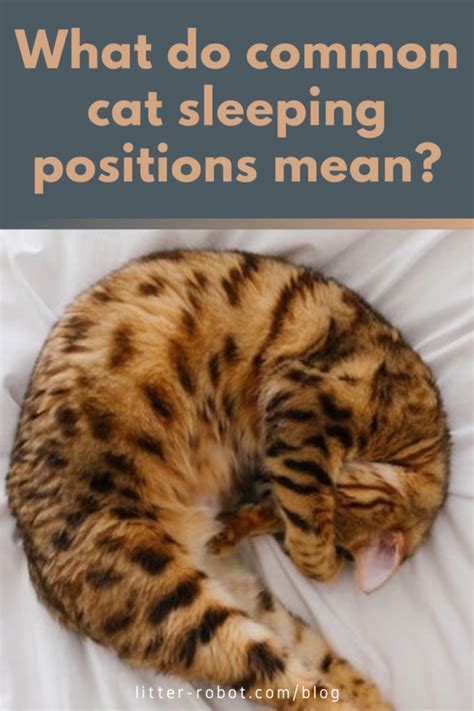 What Do Common Cat Sleeping Positions Mean?