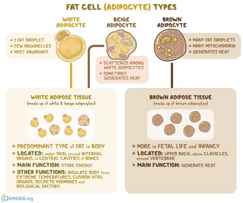 Adipose Tissue: What Is It, Location, Function | Osmosis