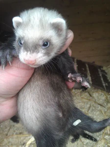 Baby Ferrets