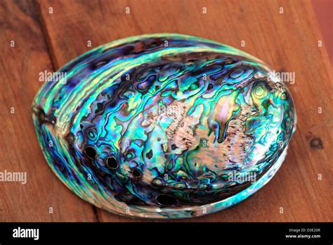 Paua (abalone) shell polished to show colors Stock Photo - Alamy