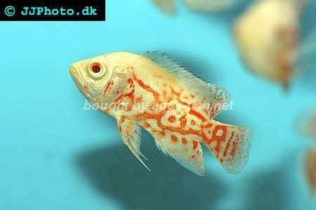 Oscar Fish Care Guide: Raising, Breeding, and Tank Setup Tips