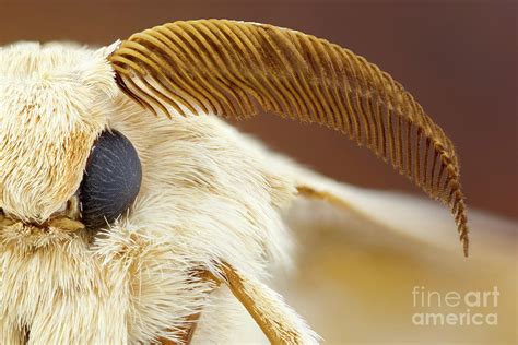 Silk Moth Head Photograph by Ozgur Kerem Bulur/science Photo Library ...