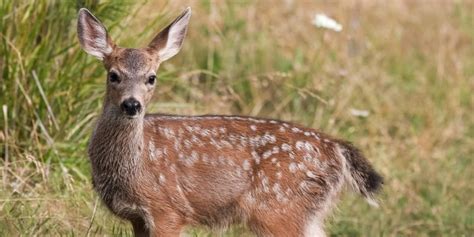 Venado de cola blanca en Guatemala | Aprende Guatemala.com