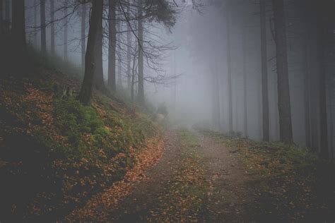 Dark path in a misty autumn forest 2437120 Stock Photo at Vecteezy