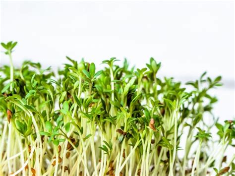 Homegrown Sprouts - Learn To Grow Your Own Alfalfa Sprouts