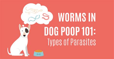 Finding Worms in Dog Poop? Check Out Our Guide to Dog Parasites