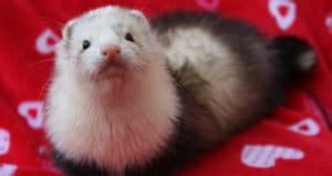 Angora Ferret 101: The Ultimate Care & Fact Guide | Beyond The Treat