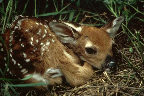 White-tailed Deer - Odocoileus virginianus - NatureWorks