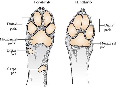 anatomy of a dog's paw - Google Search | Dog anatomy, Vet medicine, Vet assistant