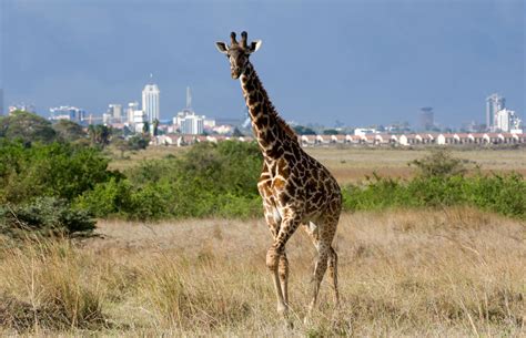 Nairobi National Park | Kenya Wildlife Safari Destinations