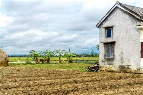 Rice Fields in Vietnam stock photo. Image of flickr - 103415840