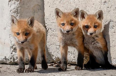 Six baby foxes are loving life at Parc Jean-Drapeau