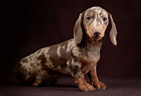 What Colors Do Dapple Dachshund See Best - Fleenor Havesix